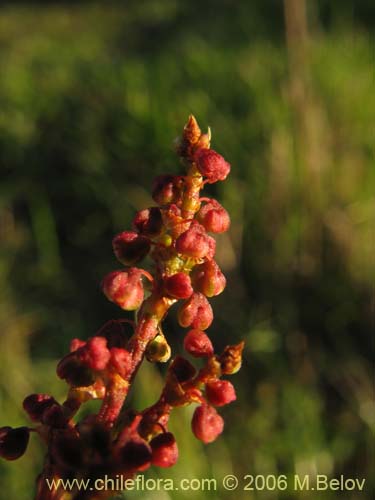 Imágen de Rumex acetosella (Vinagrillo / Romacilla aceitosa). Haga un clic para aumentar parte de imágen.