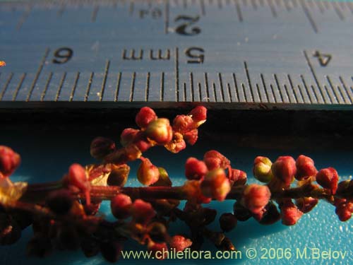 Image of Rumex acetosella (Vinagrillo / Romacilla aceitosa). Click to enlarge parts of image.