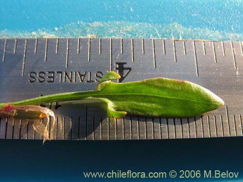 Imágen de Rumex acetosella (Vinagrillo / Romacilla aceitosa). Haga un clic para aumentar parte de imágen.