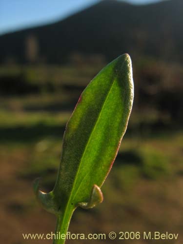 Imágen de Rumex acetosella (Vinagrillo / Romacilla aceitosa). Haga un clic para aumentar parte de imágen.