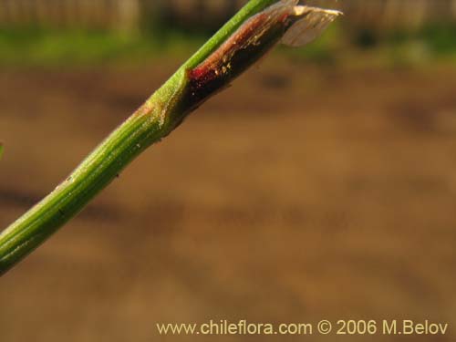 Image of Rumex acetosella (Vinagrillo / Romacilla aceitosa). Click to enlarge parts of image.