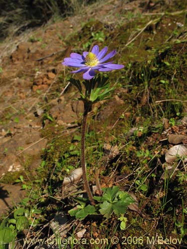 Anemone decapetala var. foliolosaの写真