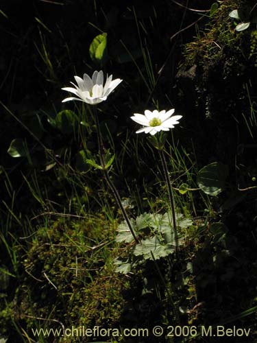 Anemone decapetala var. foliolosaの写真