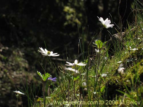 Imágen de Anemone decapetala var. foliolosa (Centella). Haga un clic para aumentar parte de imágen.