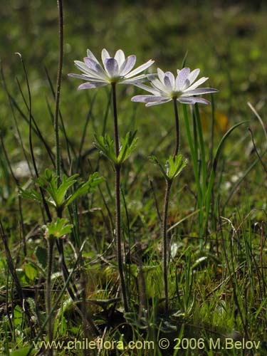 Anemone decapetala var. foliolosaの写真