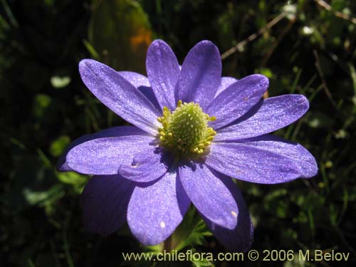 Bild von Anemone decapetala var. foliolosa (Centella). Klicken Sie, um den Ausschnitt zu vergrössern.