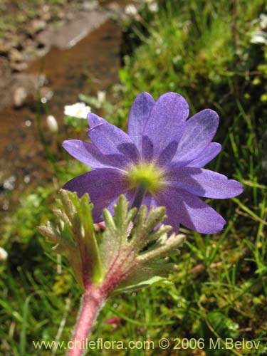 Anemone decapetala var. foliolosaの写真