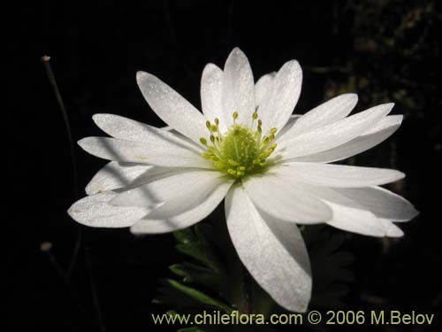 Фотография Anemone decapetala var. foliolosa (Centella). Щелкните, чтобы увеличить вырез.