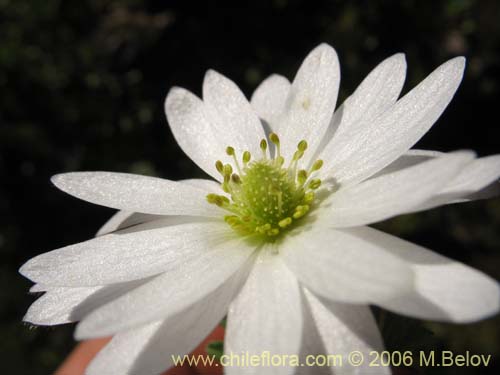 Imágen de Anemone decapetala var. foliolosa (Centella). Haga un clic para aumentar parte de imágen.