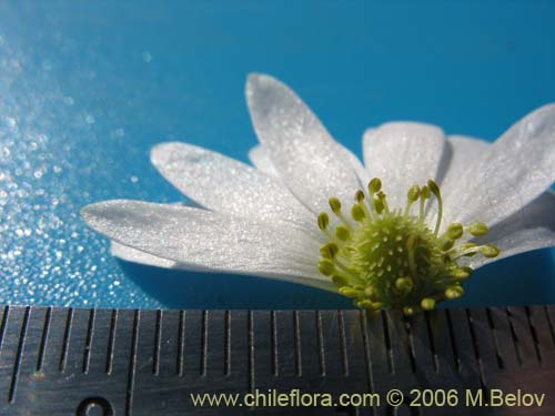 Imágen de Anemone decapetala var. foliolosa (Centella). Haga un clic para aumentar parte de imágen.