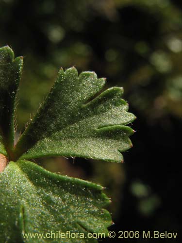 Anemone decapetala var. foliolosaの写真