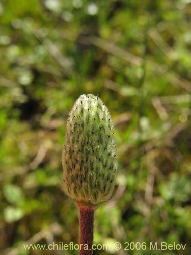 Anemone decapetala var. foliolosaの写真