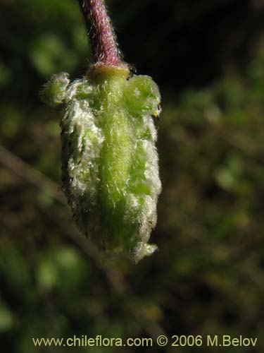 Anemone decapetala var. foliolosa의 사진