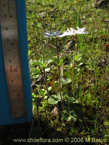 Bild von Anemone decapetala var. foliolosa (Centella). Klicken Sie, um den Ausschnitt zu vergrössern.