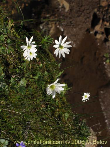 Anemone decapetala var. foliolosaの写真