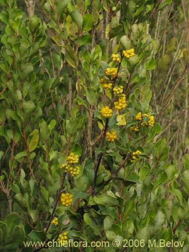 Image of Berberis chilensis var. chilensis (Michay). Click to enlarge parts of image.