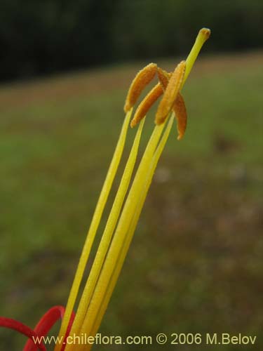 Bild von Tristerix corymbosus (Quintral). Klicken Sie, um den Ausschnitt zu vergrössern.