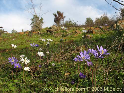 Anemone decapetala var. foliolosaの写真