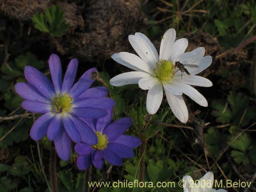 Anemone decapetala var. foliolosaの写真