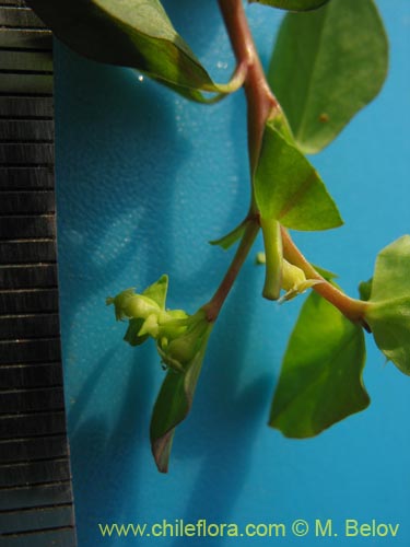 Bild von Euphorbia peplus (Pichoa / Pichoga / Mariquita). Klicken Sie, um den Ausschnitt zu vergrössern.