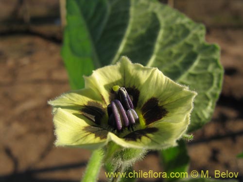 Imágen de Physalis viscosa (Physalis). Haga un clic para aumentar parte de imágen.