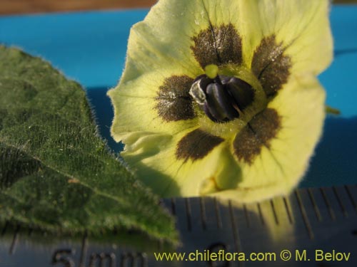 Image of Physalis viscosa (Physalis). Click to enlarge parts of image.