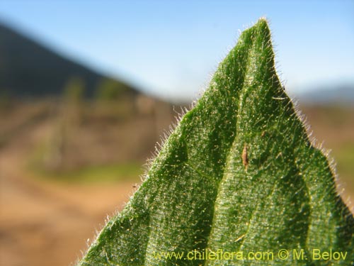 Bild von Physalis viscosa (Physalis). Klicken Sie, um den Ausschnitt zu vergrössern.