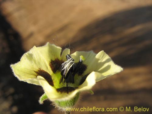 Imágen de Physalis viscosa (Physalis). Haga un clic para aumentar parte de imágen.