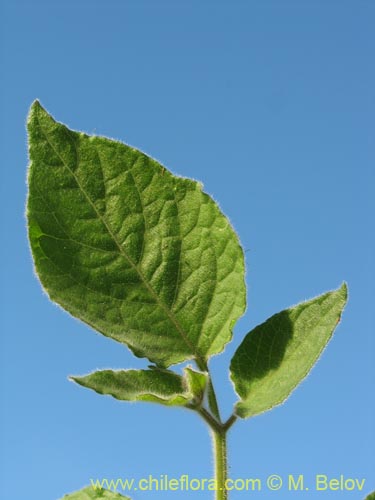 Physalis viscosaの写真