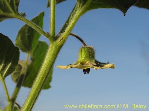 Image of Physalis viscosa (Physalis). Click to enlarge parts of image.