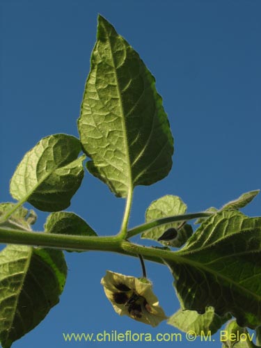 Physalis viscosa의 사진