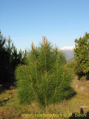 Bild von Pinus radiata (Pino / Pino insigne). Klicken Sie, um den Ausschnitt zu vergrössern.