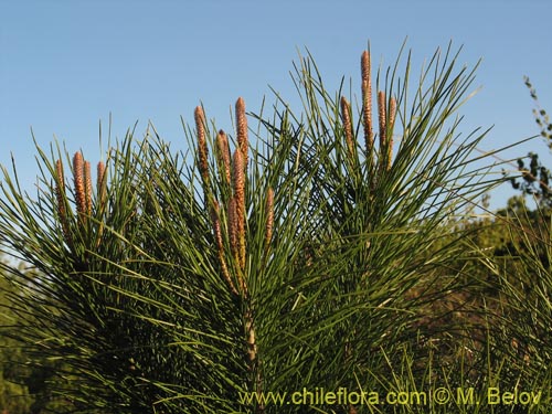 Bild von Pinus radiata (Pino / Pino insigne). Klicken Sie, um den Ausschnitt zu vergrössern.