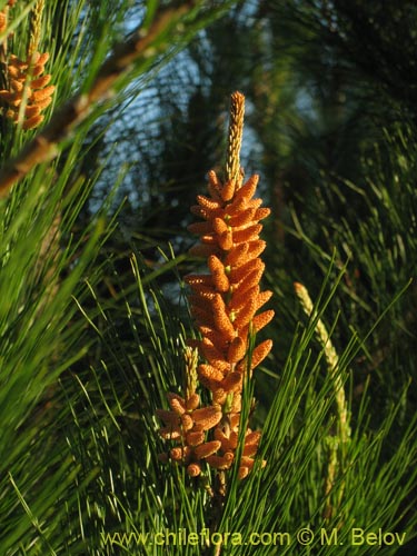 Image of Pinus radiata (Pino / Pino insigne). Click to enlarge parts of image.