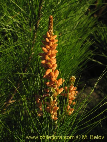 Bild von Pinus radiata (Pino / Pino insigne). Klicken Sie, um den Ausschnitt zu vergrössern.