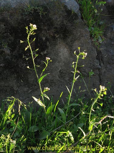 Bild von Brassicaceae sp. #3080 (). Klicken Sie, um den Ausschnitt zu vergrössern.