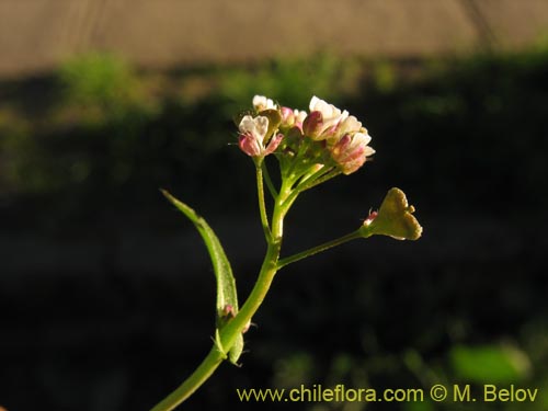 Brassicaceae sp. #3080의 사진