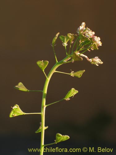 Imágen de Brassicaceae sp. #3080 (). Haga un clic para aumentar parte de imágen.