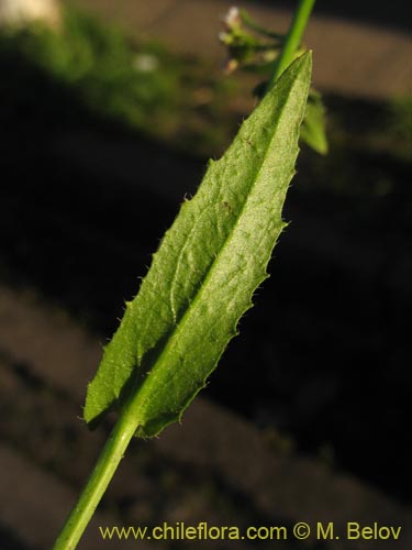 Imágen de Brassicaceae sp. #3080 (). Haga un clic para aumentar parte de imágen.