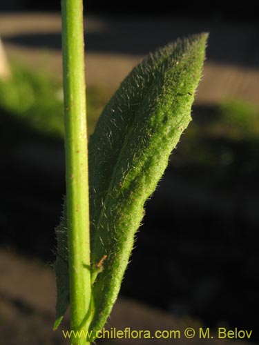 Bild von Brassicaceae sp. #3080 (). Klicken Sie, um den Ausschnitt zu vergrössern.