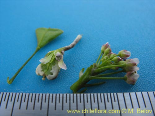 Image of Brassicaceae sp. #3080 (). Click to enlarge parts of image.