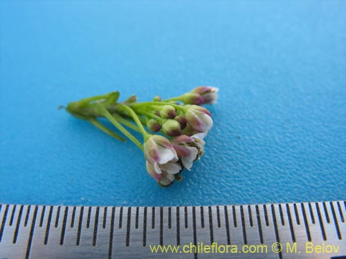 Image of Brassicaceae sp. #3080 (). Click to enlarge parts of image.