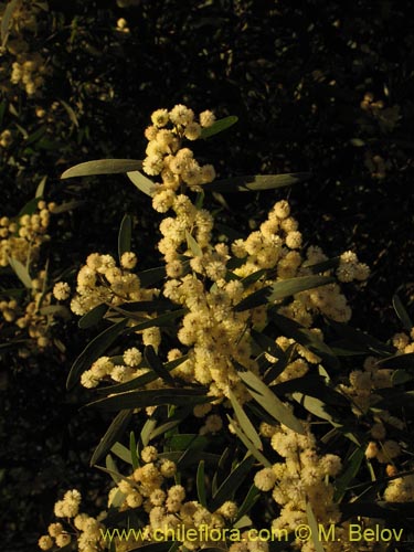 Bild von Acacia melanoxylon (Aromo australiano / Acacia negra). Klicken Sie, um den Ausschnitt zu vergrössern.