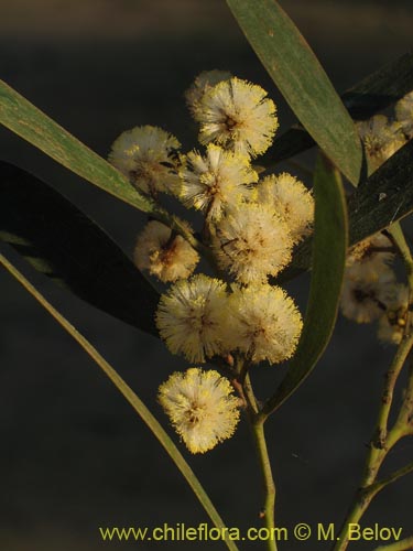 Фотография Acacia melanoxylon (Aromo australiano / Acacia negra). Щелкните, чтобы увеличить вырез.