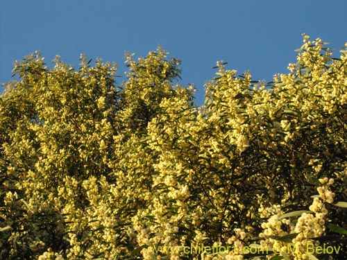 Image of Acacia melanoxylon (Aromo australiano / Acacia negra). Click to enlarge parts of image.