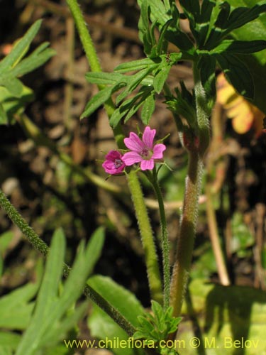 Geranium sp. #1483の写真