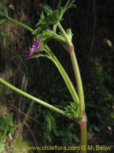 Imágen de Geranium sp. #1483 (). Haga un clic para aumentar parte de imágen.