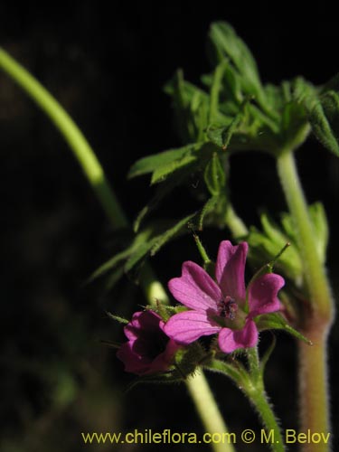 Imágen de Geranium sp. #1483 (). Haga un clic para aumentar parte de imágen.