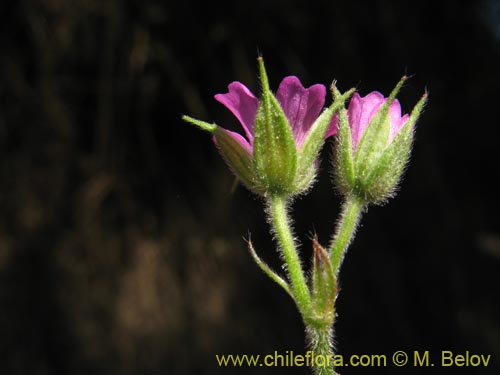 Image of Geranium sp. #1483 (). Click to enlarge parts of image.