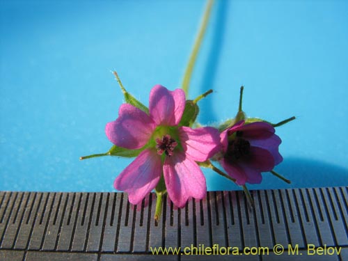 Bild von Geranium sp. #1483 (). Klicken Sie, um den Ausschnitt zu vergrössern.